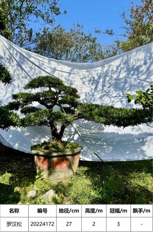 台湾罗汉松的养殖方法?台湾罗汉松怎么养?-第2张图片-优品飞百科 台湾罗汉松的养殖方法?台湾罗汉松怎么养?-第2张图片-优品飞百科