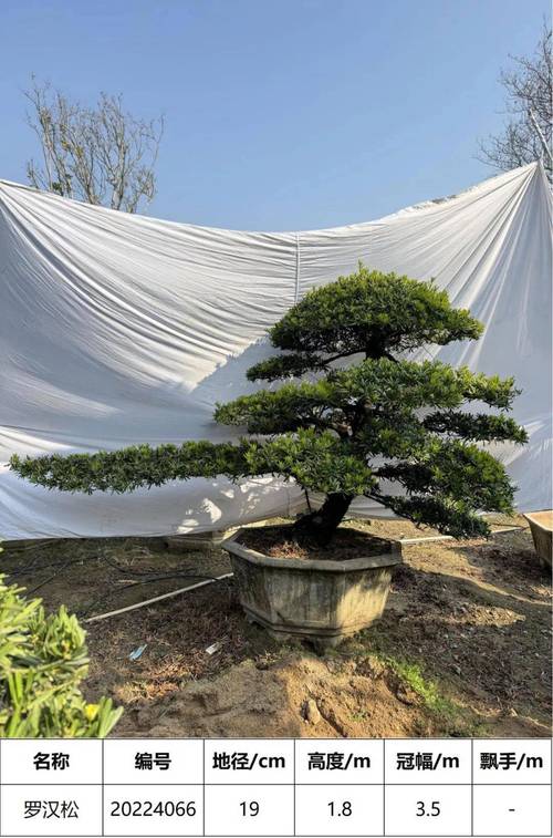 台湾罗汉松的养殖方法?台湾罗汉松怎么养?-第4张图片-优品飞百科 台湾罗汉松的养殖方法?台湾罗汉松怎么养?-第4张图片-优品飞百科