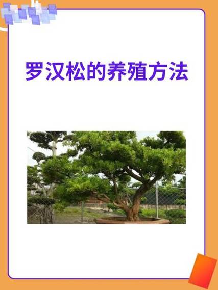 台湾罗汉松的养殖方法?台湾罗汉松怎么养?-第5张图片-优品飞百科 台湾罗汉松的养殖方法?台湾罗汉松怎么养?-第5张图片-优品飞百科