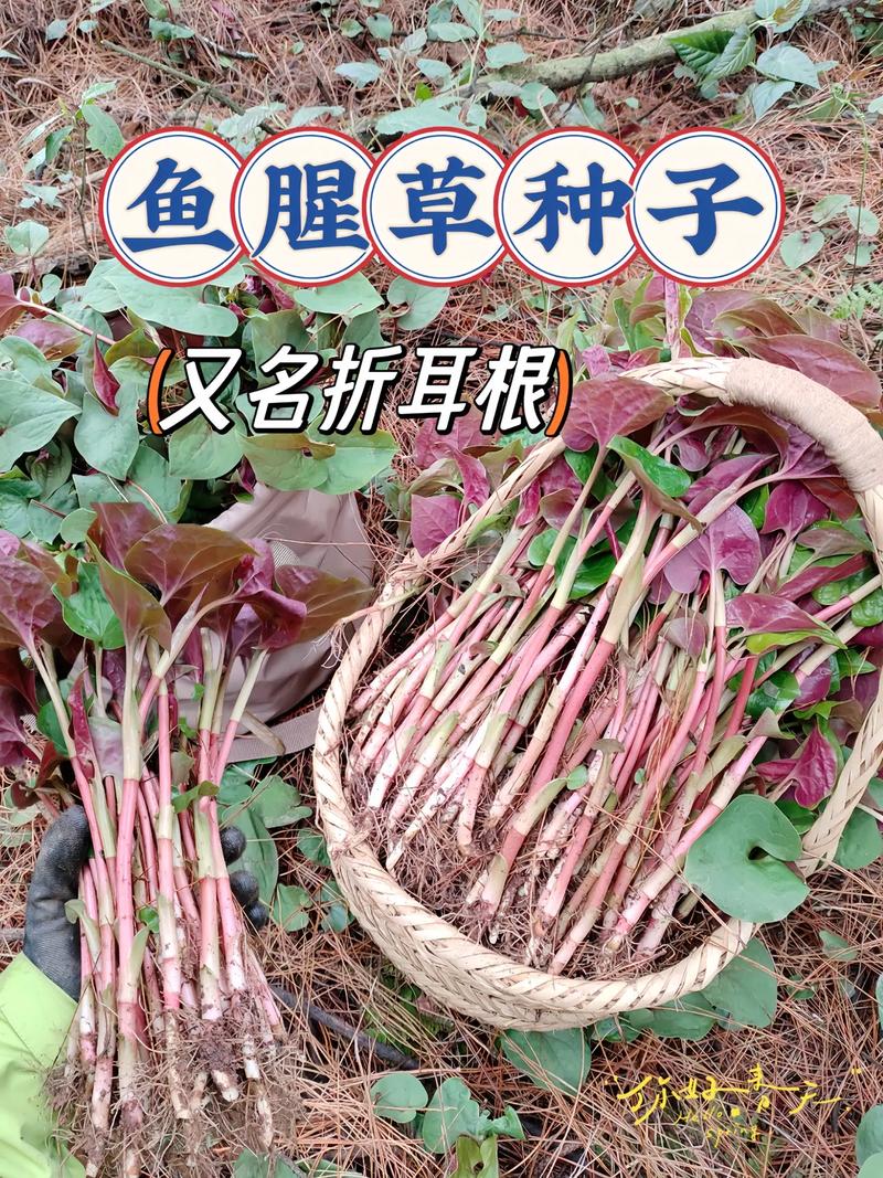 鱼腥草能晒太阳吗，鱼腥草怎么养长的好？鱼腥草可以晒干保存多久？-第1张图片-优品飞百科