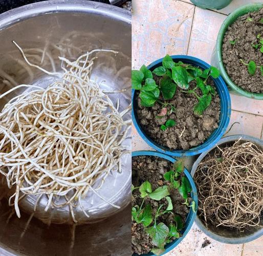 鱼腥草能晒太阳吗，鱼腥草怎么养长的好？鱼腥草可以晒干保存多久？-第2张图片-优品飞百科