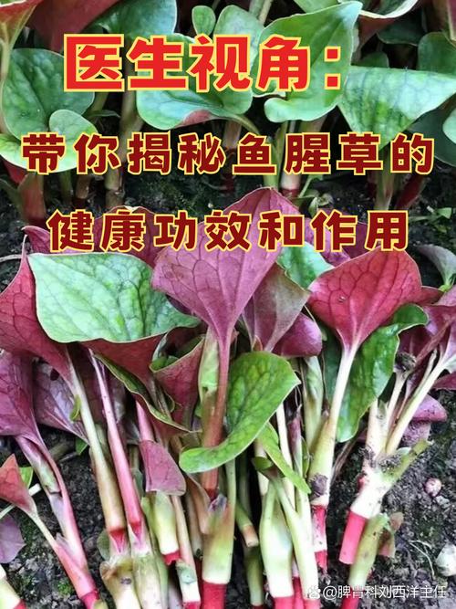 鱼腥草能晒太阳吗，鱼腥草怎么养长的好？鱼腥草可以晒干保存多久？-第3张图片-优品飞百科