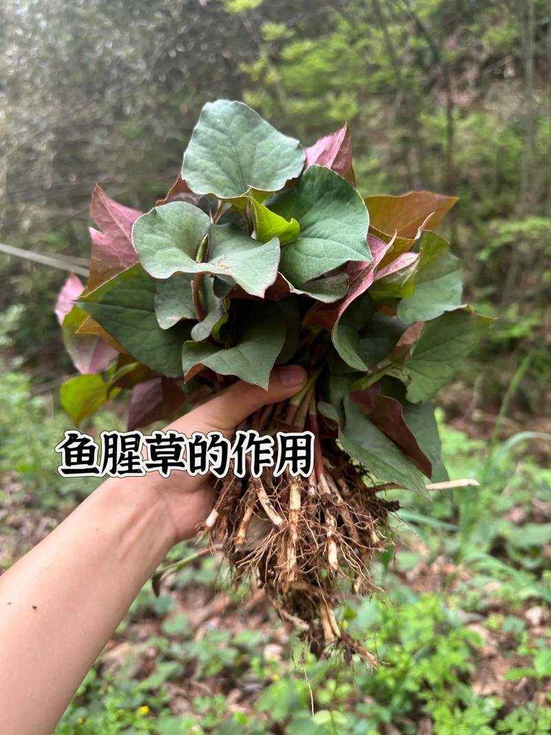 鱼腥草能晒太阳吗，鱼腥草怎么养长的好？鱼腥草可以晒干保存多久？-第4张图片-优品飞百科