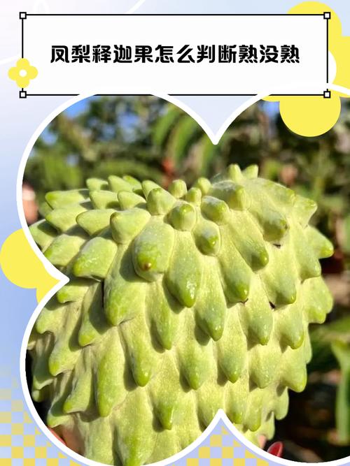 释迦果怎么吃，怎么判断熟没熟？释迦果怎么分辨熟？-第2张图片-优品飞百科