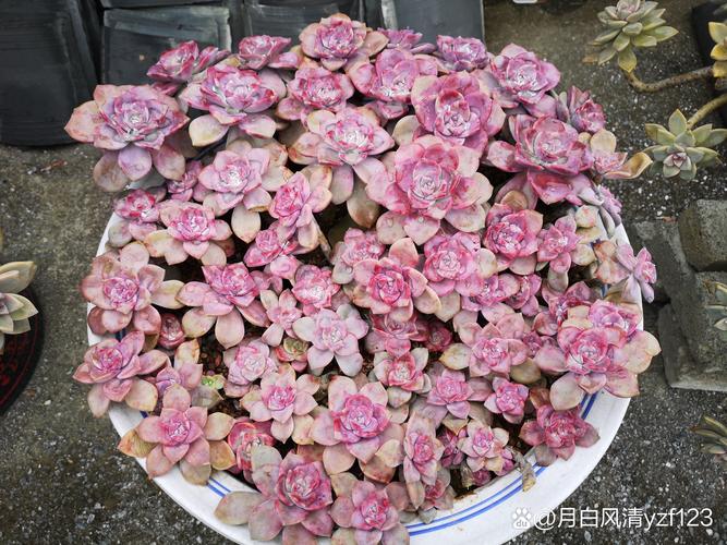 罗勒籽的功效和作用？罗勒籽的功效与作用？-第1张图片-优品飞百科