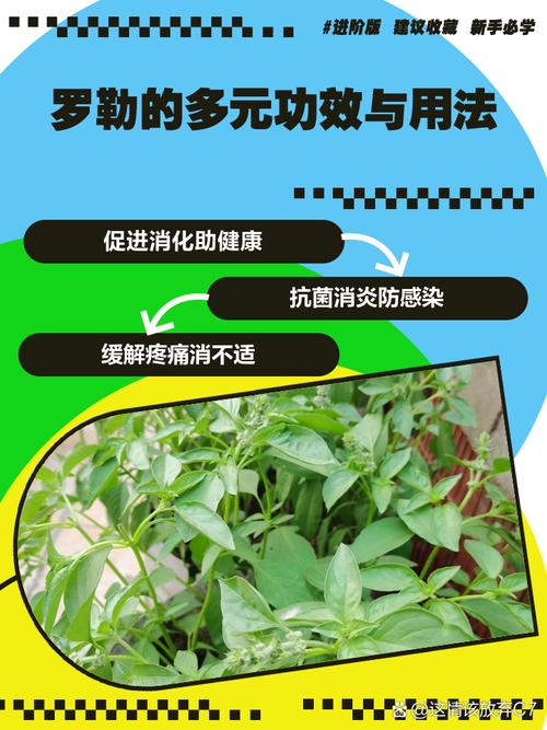 罗勒籽的功效和作用？罗勒籽的功效与作用？-第2张图片-优品飞百科