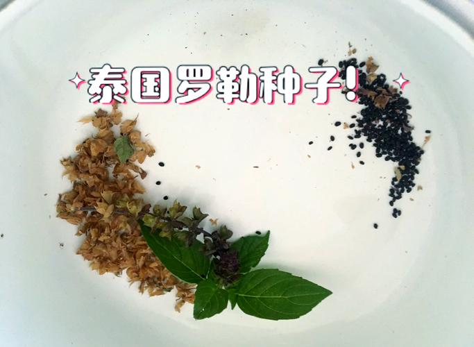 罗勒籽的功效和作用？罗勒籽的功效与作用？-第5张图片-优品飞百科