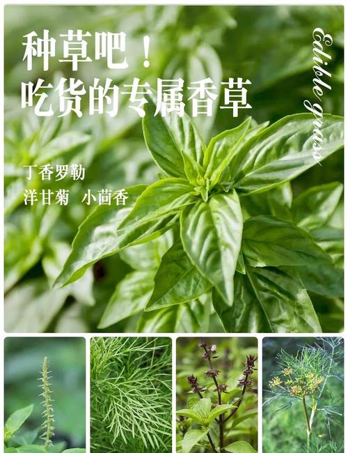 罗勒籽的功效和作用？罗勒籽的功效与作用？-第6张图片-优品飞百科