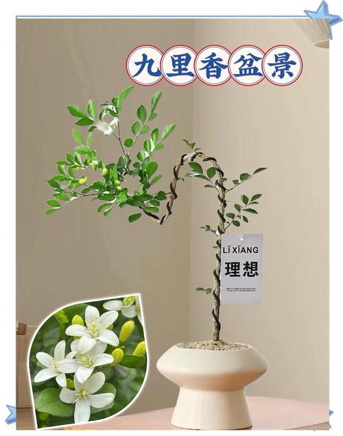 九里香的危害，九里香好处？-第1张图片-优品飞百科
