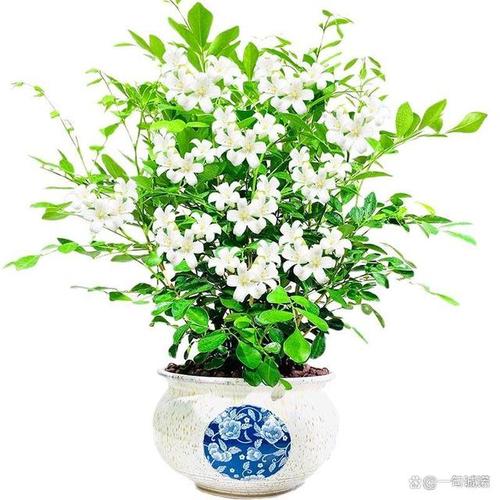 九里香的危害，九里香好处？-第2张图片-优品飞百科