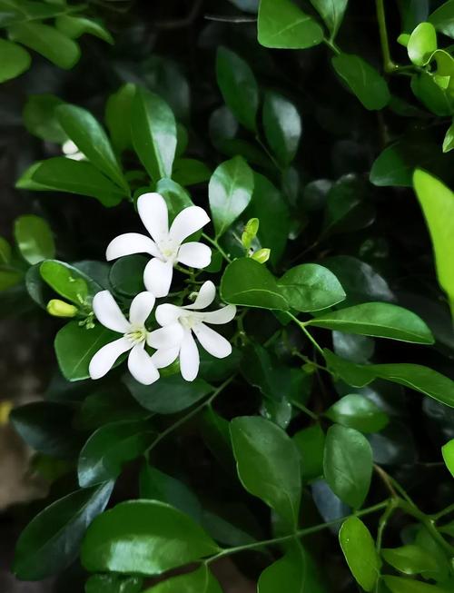 九里香的危害，九里香好处？-第3张图片-优品飞百科