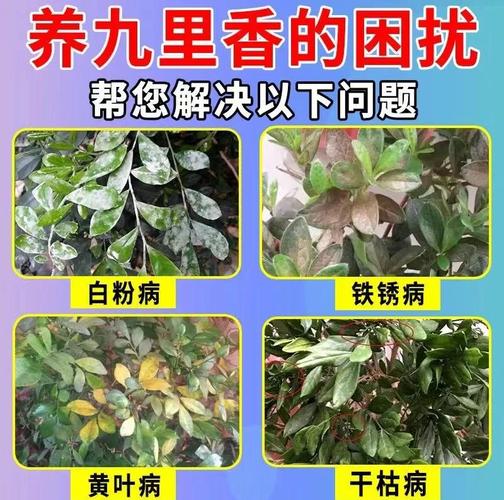 九里香的危害，九里香好处？-第4张图片-优品飞百科