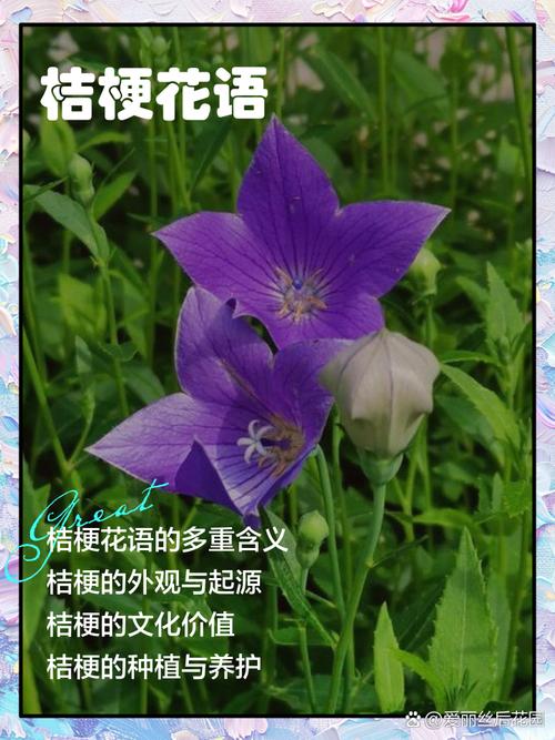 桔梗花的花语，蓝色桔梗花的花语？-第1张图片-优品飞百科