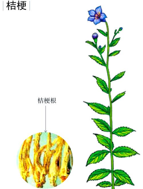 桔梗花的花语，蓝色桔梗花的花语？-第2张图片-优品飞百科