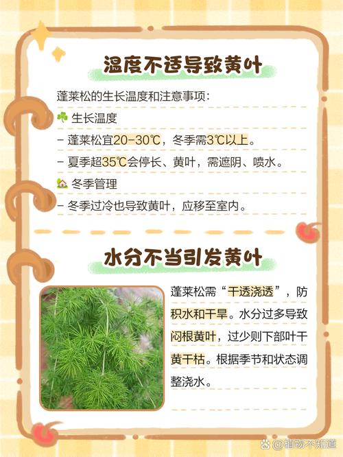 蓬莱松叶子发黄怎么办？蓬莱松叶子枯黄掉落是正常现象吗？