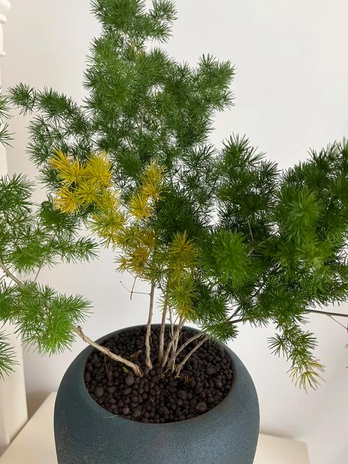 蓬莱松叶子发黄怎么办？蓬莱松叶子枯黄掉落是正常现象吗？-第3张图片-优品飞百科