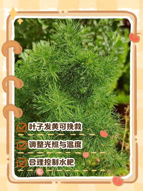 蓬莱松叶子发黄怎么办？蓬莱松叶子枯黄掉落是正常现象吗？-第4张图片-优品飞百科