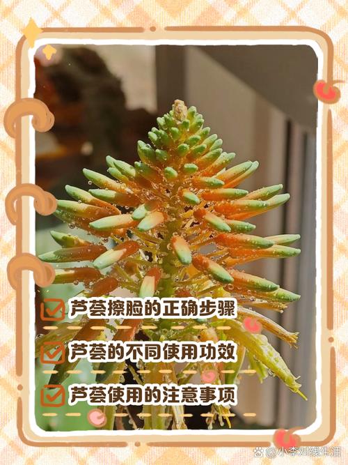 盆栽的芦荟可以擦脸吗？盆栽的芦荟可以擦脸吗可以食用吗?？