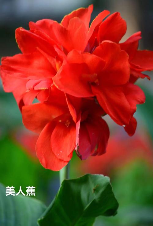 美人蕉的花语,美人蕉的花语及颜色-第1张图片-优品飞百科 美人蕉的花语,美人蕉的花语及颜色-第1张图片-优品飞百科