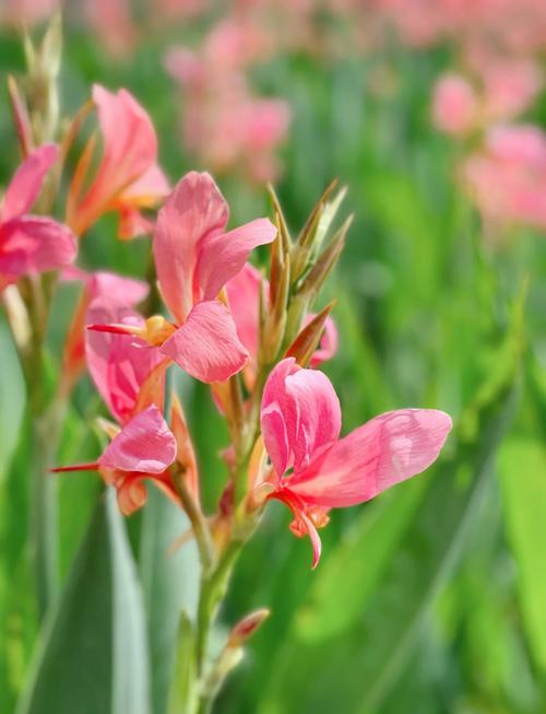 美人蕉的花语,美人蕉的花语及颜色-第2张图片-优品飞百科 美人蕉的花语,美人蕉的花语及颜色-第2张图片-优品飞百科