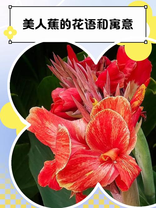 美人蕉的花语,美人蕉的花语及颜色-第3张图片-优品飞百科 美人蕉的花语,美人蕉的花语及颜色-第3张图片-优品飞百科