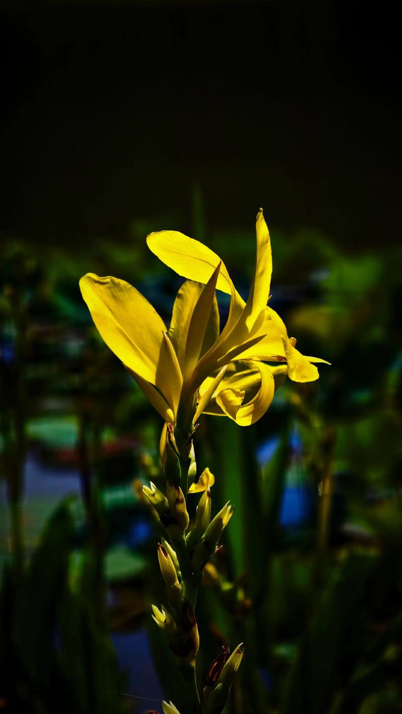 美人蕉的花语,美人蕉的花语及颜色-第4张图片-优品飞百科 美人蕉的花语,美人蕉的花语及颜色-第4张图片-优品飞百科