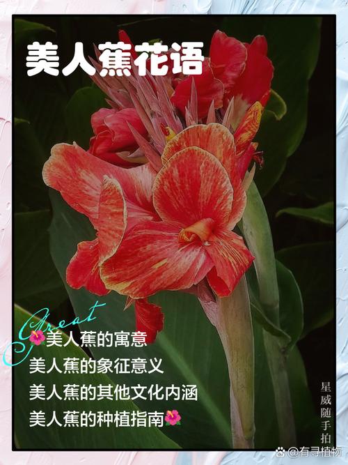 美人蕉的花语,美人蕉的花语及颜色-第5张图片-优品飞百科 美人蕉的花语,美人蕉的花语及颜色-第5张图片-优品飞百科