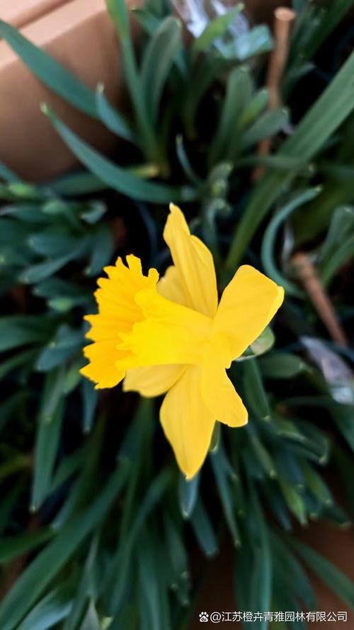 洋水仙有什么作用？洋水仙是否有毒？-第2张图片-优品飞百科