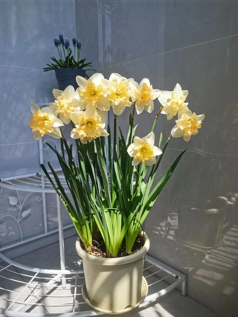 洋水仙有什么作用？洋水仙是否有毒？-第3张图片-优品飞百科