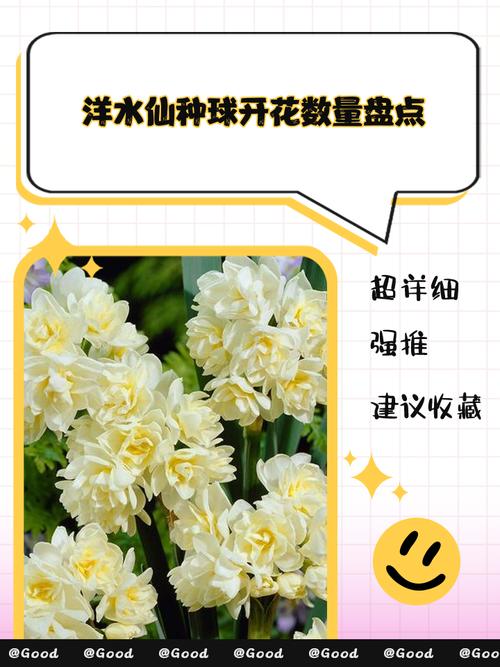 洋水仙有什么作用？洋水仙是否有毒？-第4张图片-优品飞百科