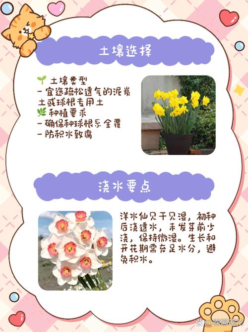 洋水仙有什么作用？洋水仙是否有毒？-第5张图片-优品飞百科