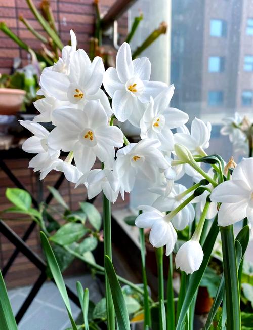 洋水仙有什么作用？洋水仙是否有毒？-第7张图片-优品飞百科