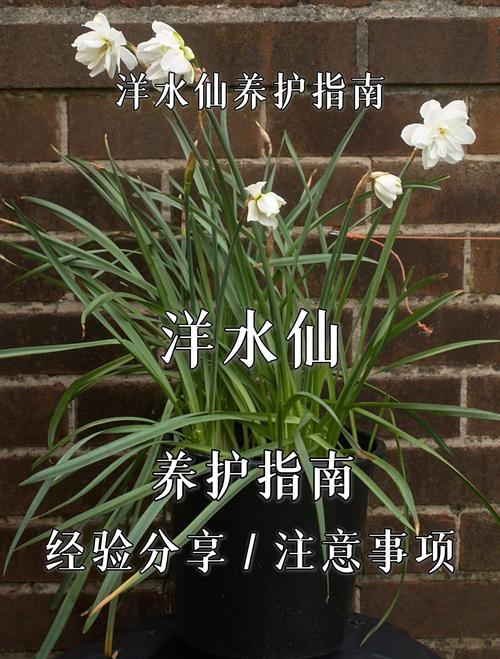洋水仙有什么作用？洋水仙是否有毒？-第8张图片-优品飞百科