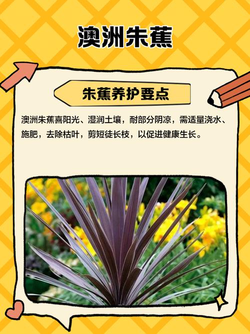 朱蕉的功效和作用，朱蕉药用？-第1张图片-优品飞百科