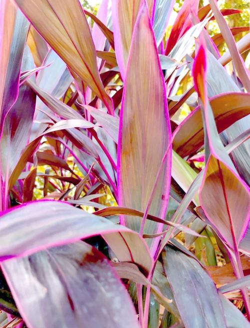 朱蕉的功效和作用，朱蕉药用？-第2张图片-优品飞百科