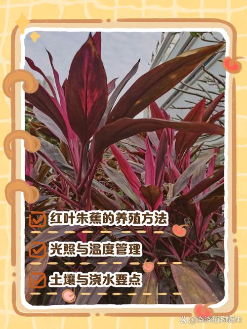 朱蕉的功效和作用，朱蕉药用？-第4张图片-优品飞百科