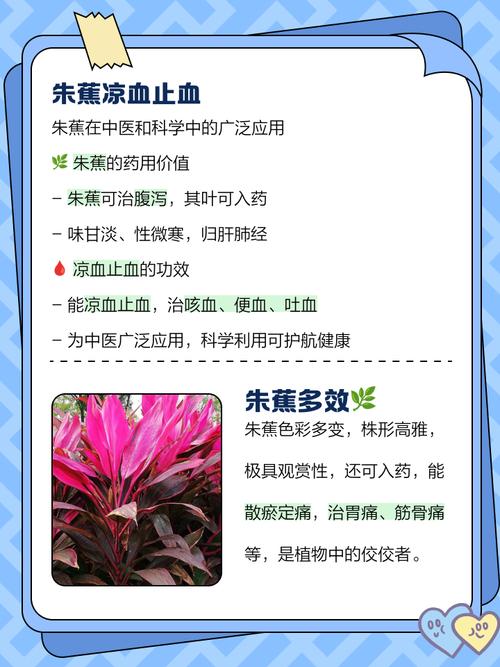 朱蕉的功效和作用，朱蕉药用？-第5张图片-优品飞百科