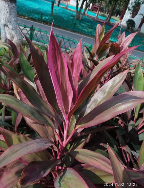 朱蕉的功效和作用，朱蕉药用？-第6张图片-优品飞百科