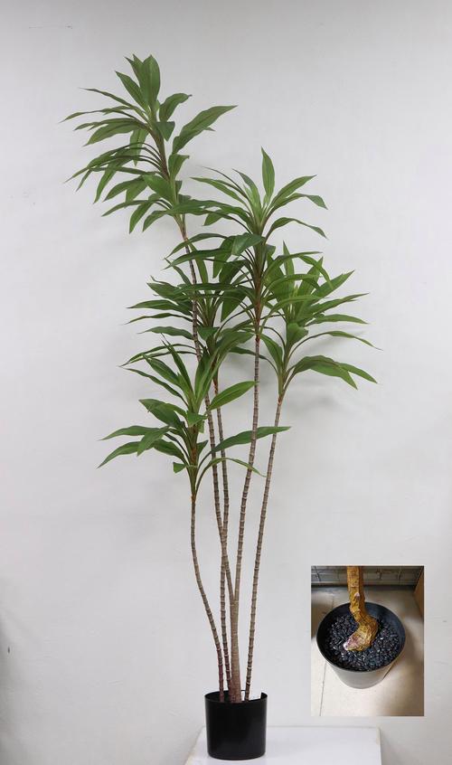 朱蕉的功效和作用，朱蕉药用？-第7张图片-优品飞百科