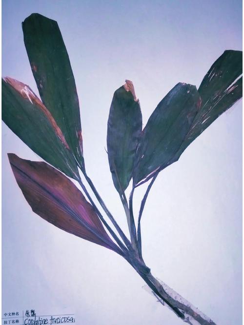 朱蕉的功效和作用，朱蕉药用？-第8张图片-优品飞百科