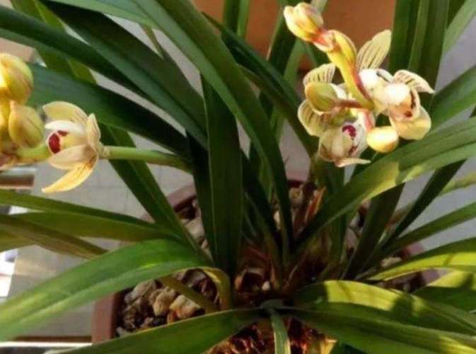 兰花喜欢水和阳光吗，浇水后可以晒太阳吗，兰花喜欢水和阳光吗,浇水后可以晒太阳吗