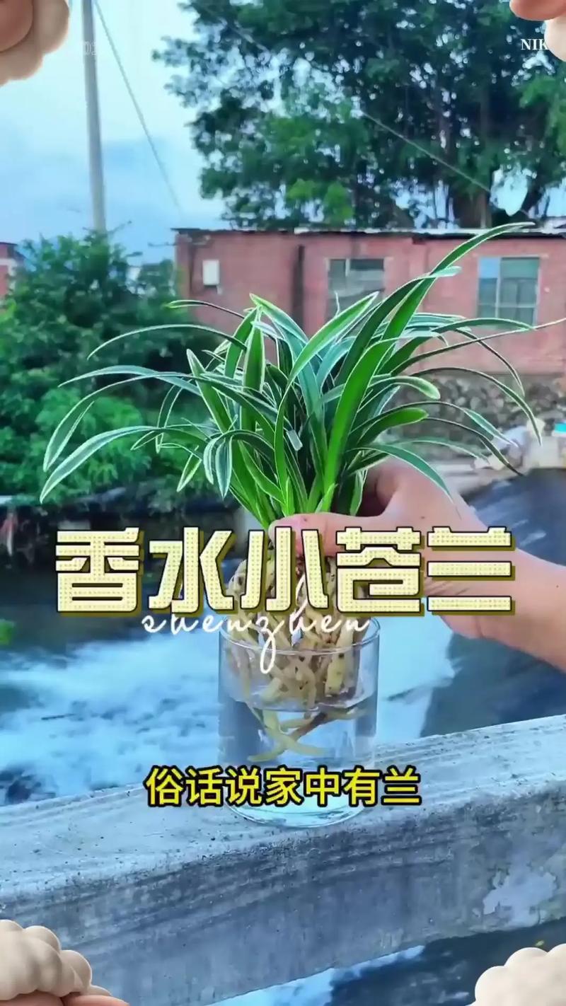 兰花喜欢水和阳光吗,浇水后可以晒太阳吗,兰花喜欢水和阳光吗,浇水后可以晒太阳吗-第2张图片-优品飞百科 兰花喜欢水和阳光吗,浇水后可以晒太阳吗,兰花喜欢水和阳光吗,浇水后可以晒太阳吗-第2张图片-优品飞百科