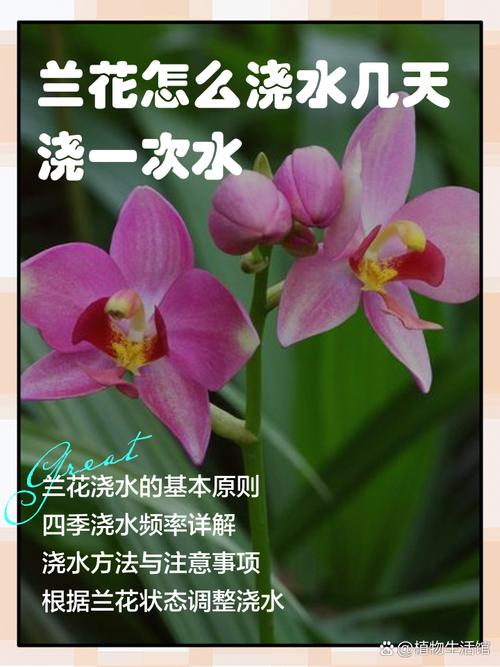 兰花喜欢水和阳光吗,浇水后可以晒太阳吗,兰花喜欢水和阳光吗,浇水后可以晒太阳吗-第3张图片-优品飞百科 兰花喜欢水和阳光吗,浇水后可以晒太阳吗,兰花喜欢水和阳光吗,浇水后可以晒太阳吗-第3张图片-优品飞百科