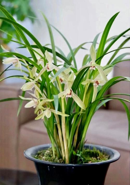 兰花喜欢水和阳光吗,浇水后可以晒太阳吗,兰花喜欢水和阳光吗,浇水后可以晒太阳吗-第4张图片-优品飞百科 兰花喜欢水和阳光吗,浇水后可以晒太阳吗,兰花喜欢水和阳光吗,浇水后可以晒太阳吗-第4张图片-优品飞百科