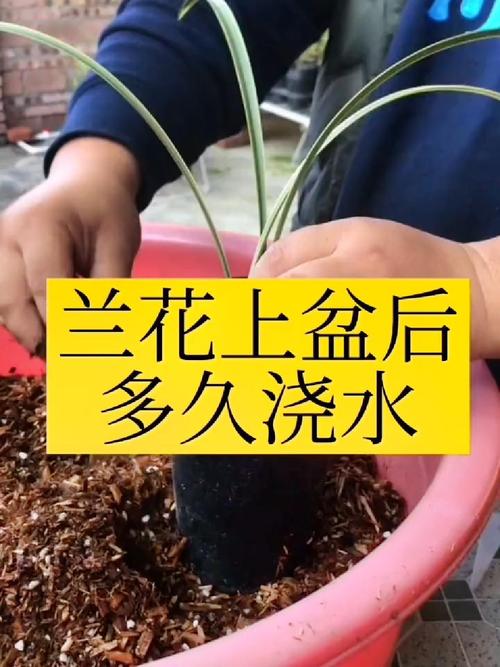 兰花喜欢水和阳光吗,浇水后可以晒太阳吗,兰花喜欢水和阳光吗,浇水后可以晒太阳吗-第5张图片-优品飞百科 兰花喜欢水和阳光吗,浇水后可以晒太阳吗,兰花喜欢水和阳光吗,浇水后可以晒太阳吗-第5张图片-优品飞百科