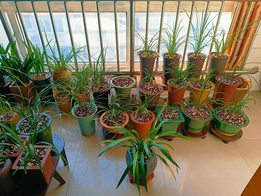 兰花喜欢水和阳光吗,浇水后可以晒太阳吗,兰花喜欢水和阳光吗,浇水后可以晒太阳吗-第6张图片-优品飞百科 兰花喜欢水和阳光吗,浇水后可以晒太阳吗,兰花喜欢水和阳光吗,浇水后可以晒太阳吗-第6张图片-优品飞百科