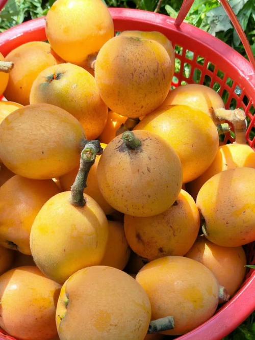 长寿沙田柚成熟时间，2019长寿沙田柚迎最佳采摘期