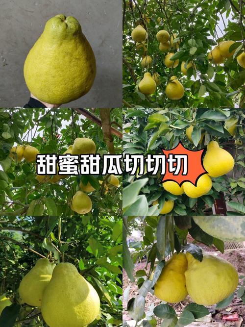 长寿沙田柚成熟时间，2019长寿沙田柚迎最佳采摘期-第2张图片-优品飞百科