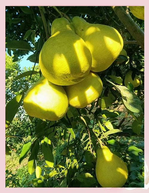 长寿沙田柚成熟时间，2019长寿沙田柚迎最佳采摘期-第3张图片-优品飞百科