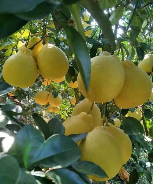 长寿沙田柚成熟时间，2019长寿沙田柚迎最佳采摘期-第5张图片-优品飞百科